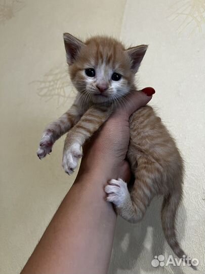 Кошка в дар бесплатно