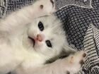 Котёнок-кот Британская шиншилла объявление продам