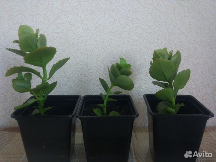 Каланхоэ, Денежное дерево (Крассула, Толстянка)