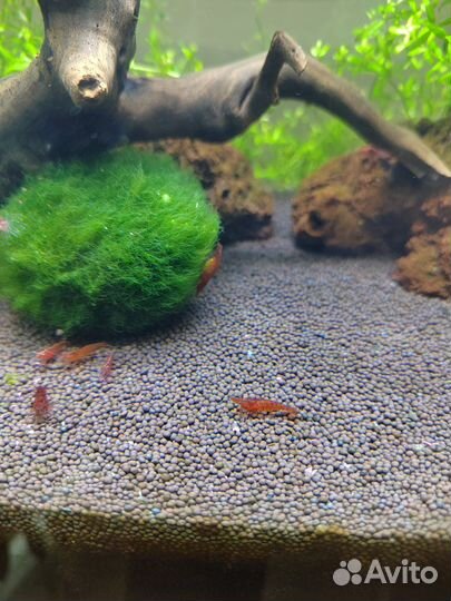 Креветки Blue dream, Red Cherry аквариумные