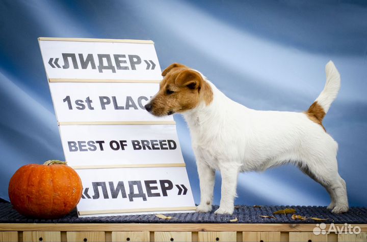 Джек Рассел терьер