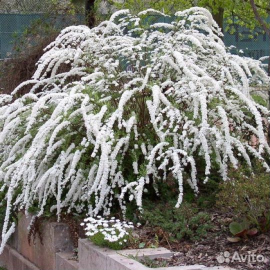 Спирея серая