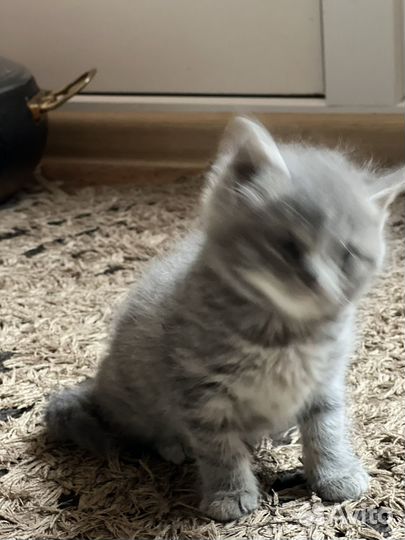 Кошка в дар