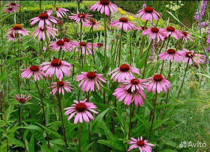 Эхинацея пурпурная