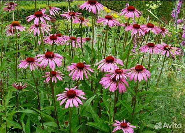 Эхинацея пурпурная