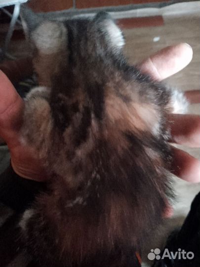 Котята сиамские