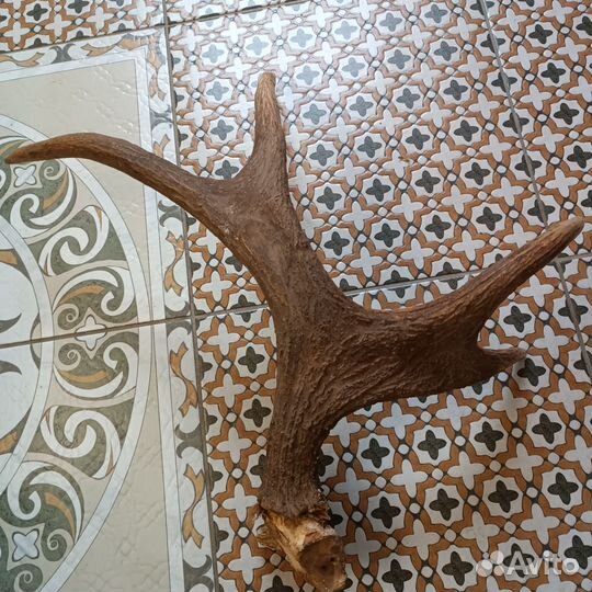 Рог лосиный