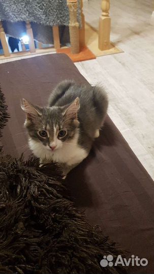 Котенок мальчик бесплатно