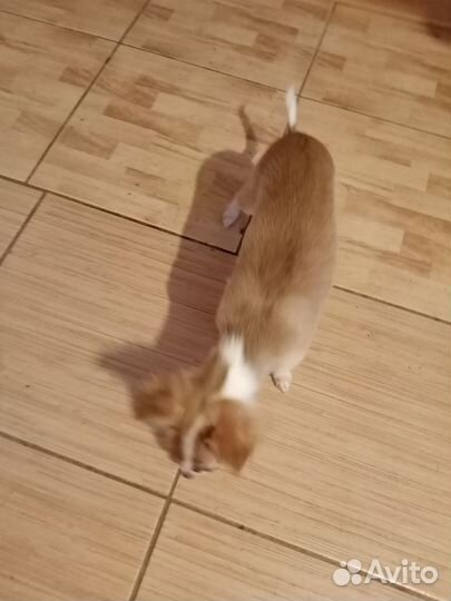 Щенок чихуахуа мини девочка