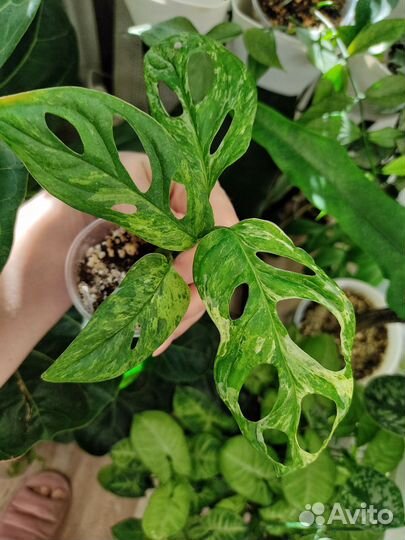 Монстера Indo mint