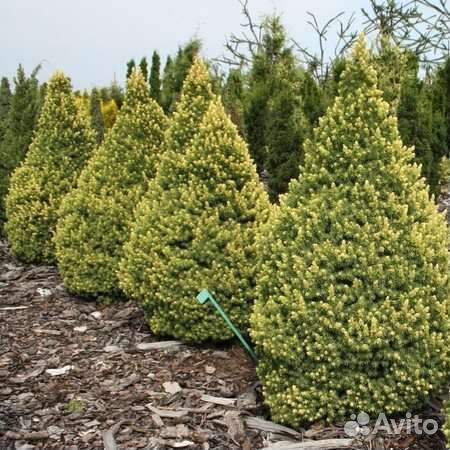 Ель Рейнбоуз энд