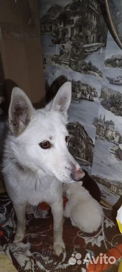 Собака не большая