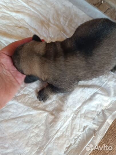 Щенки Американской акиты