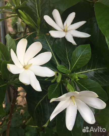 Гардении, редкие сорта