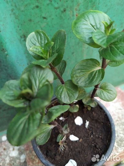 Фиалка садовая, мята ментоловая, земляника