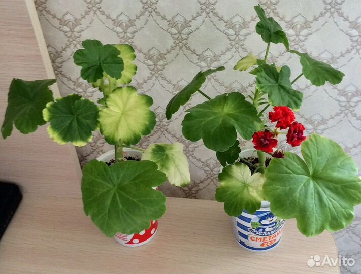 Пеларгония герань сортовая