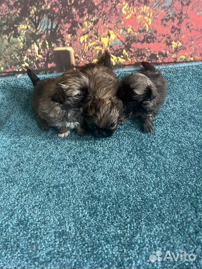 Щенки пекинеса