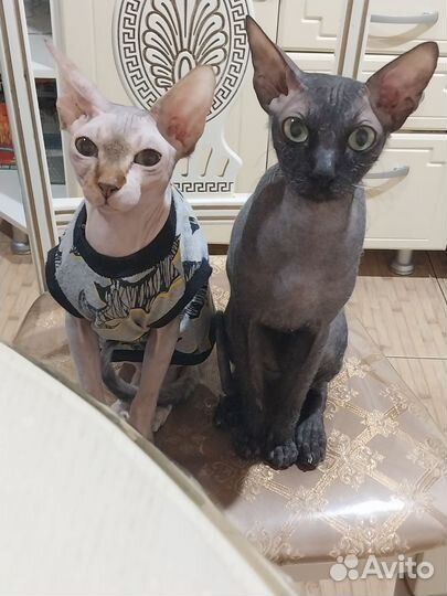Донской сфинкс котята