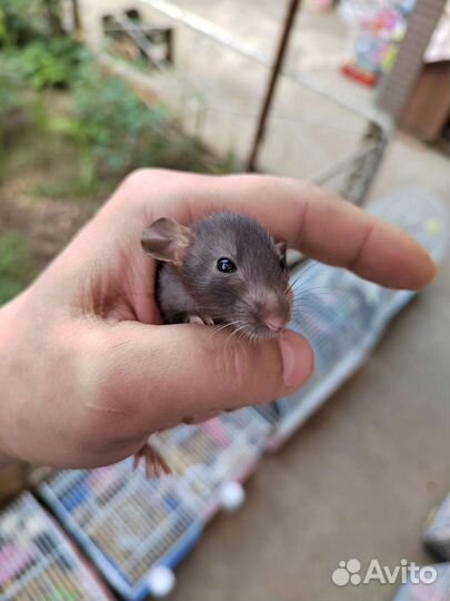 Крысята дамбо