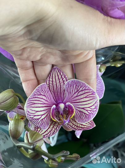 Орхидея (фаленопсис)