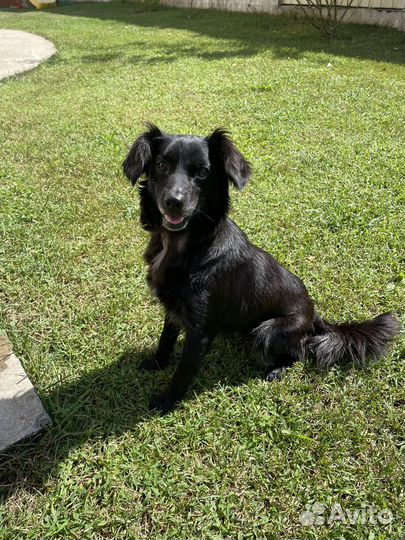 Собака в добрые руки маленькая порода