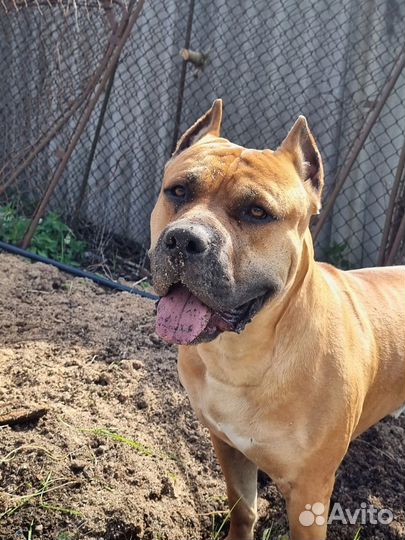 Стаффордширский терьер. Вязка