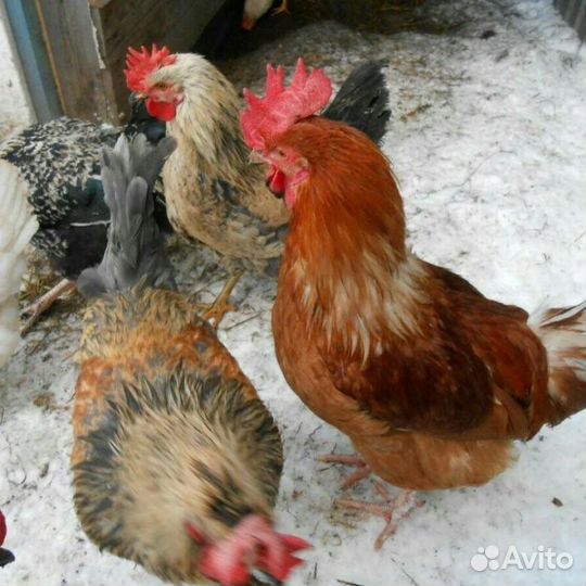 Продам петухов