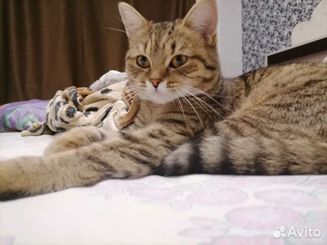 Кошка