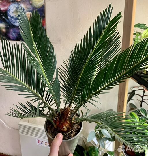 Пальма Цикас цветы растения