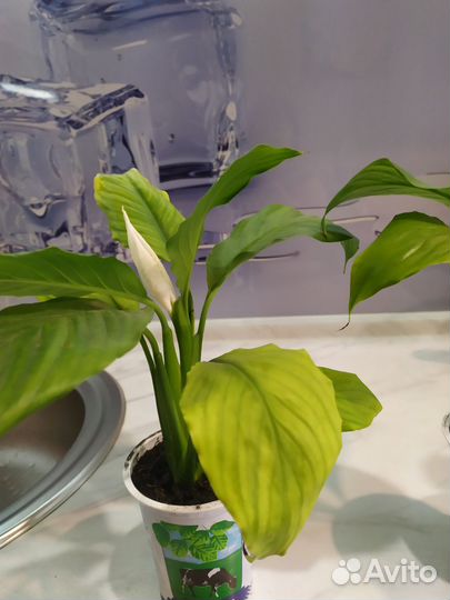 Спатифиллум