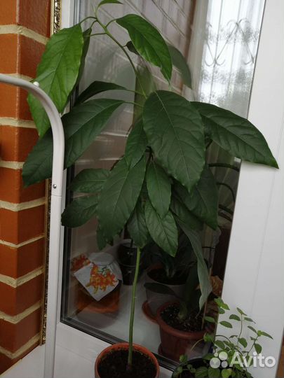 Комнатные цветы шефлера