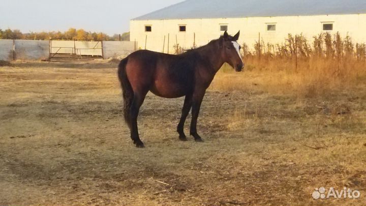 Продаю кобылки