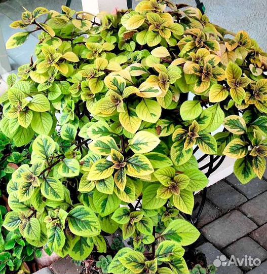 Плектрантус 20 видов