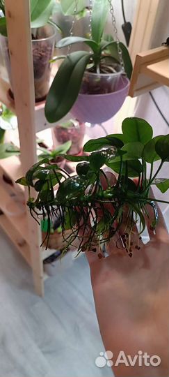 Анубиас нана