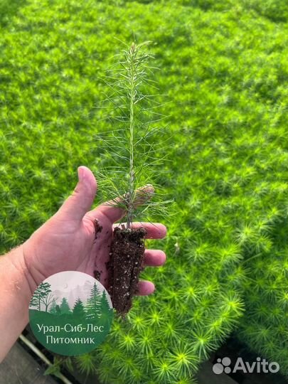 Сосна зкс окс сеянцы Ель Лиственница Голуб Горная