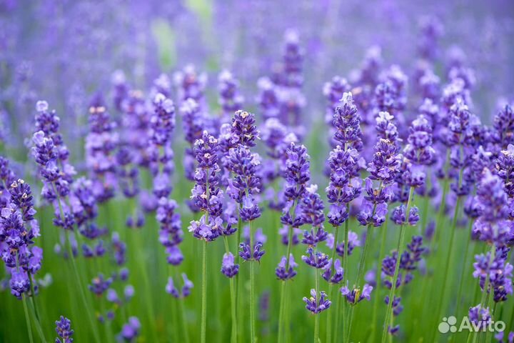 Лавандовое масло