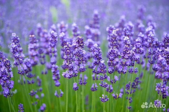 Лавандовое масло