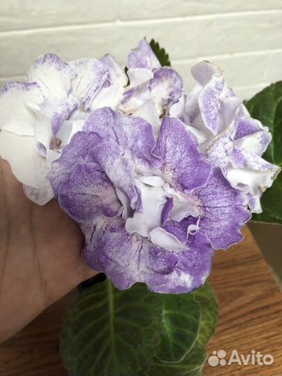 Глоксиния листы укорененные Часть 3