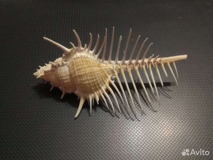 Ракушки Мурекс Пектен и Трапа