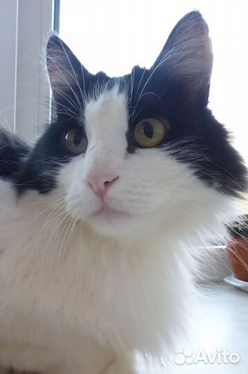 Кот пушистый черно-белый в Добрые руки