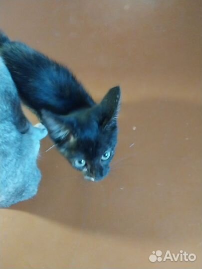 Кошки в добрые руки бесплатно