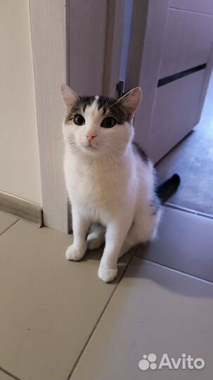 Котики бесплатно