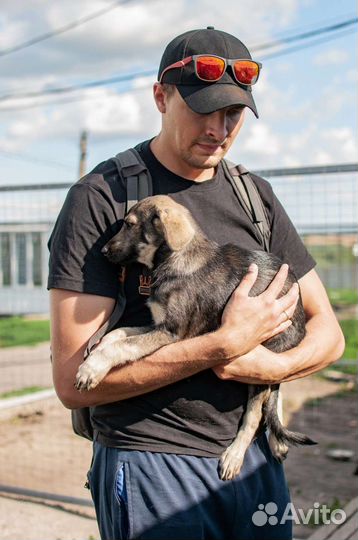 Щенок из приюта в добрые руки