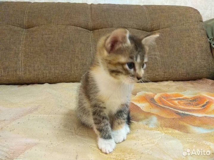 Кошки в добрые руки бесплатно