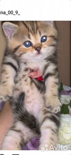 Британские котята