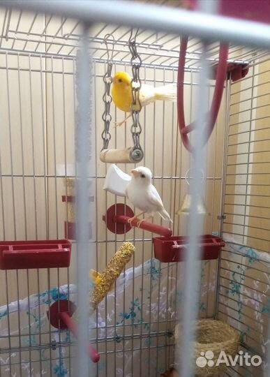 Кенарь и канарейка