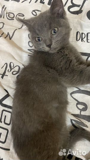 Котята в добрые руки мальчик