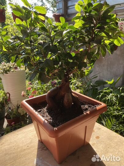 Фикус микрокарпа