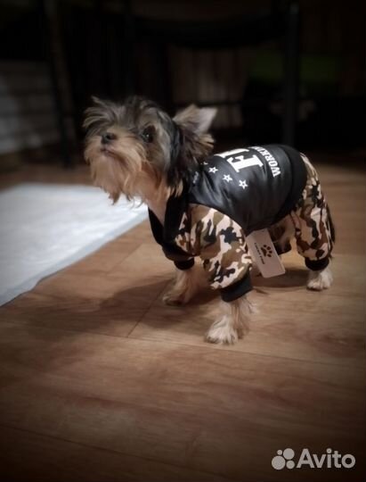 Одежда для мелких собак, комбинезон