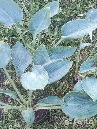 Синяя хоста